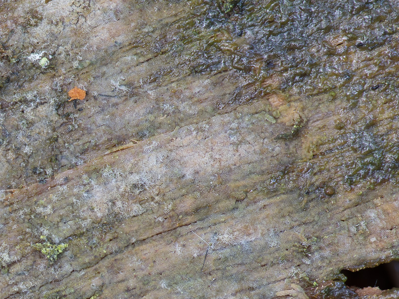 Hyphoderma definitum